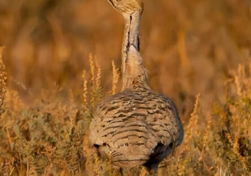 Little Rann of Kutch Short Birding Tours
