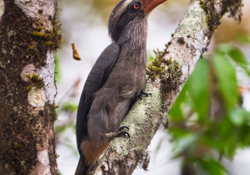 Thattekad Kerala Short Birding Tours