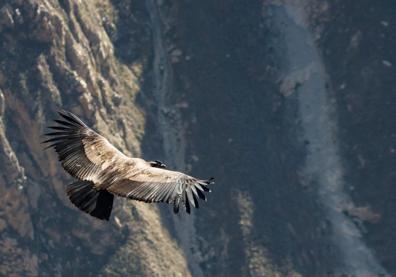 Northern Ecuador Birding Paradise