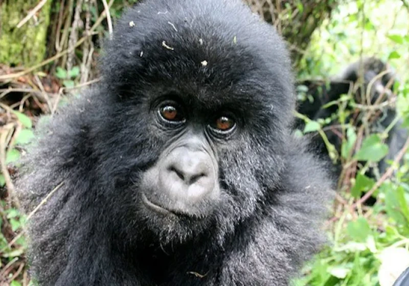 Classic Gorilla Trek