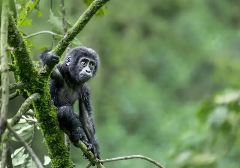 Gorilla & Chimp Safari