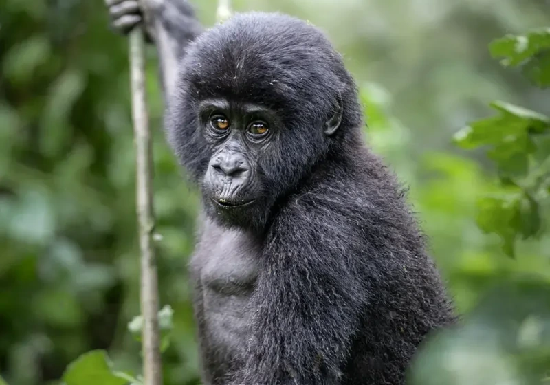 Gorilla & Beyond