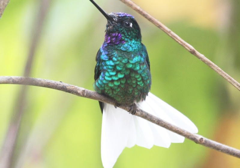 Bogota and Northern Colombia Colombian Endemics Birding Tour