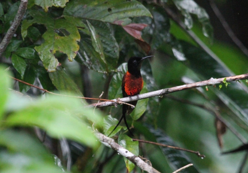 North Amazonia and Orinoco Basin Birding Tour