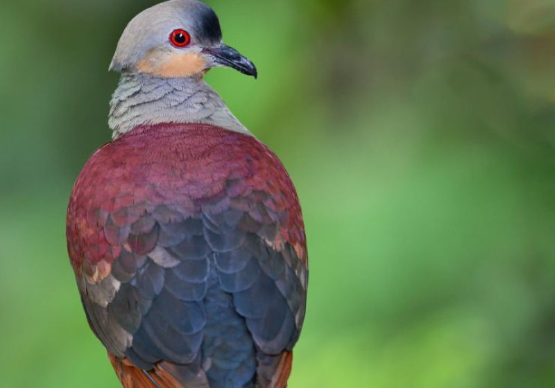 7 Days Bird Watching Tour