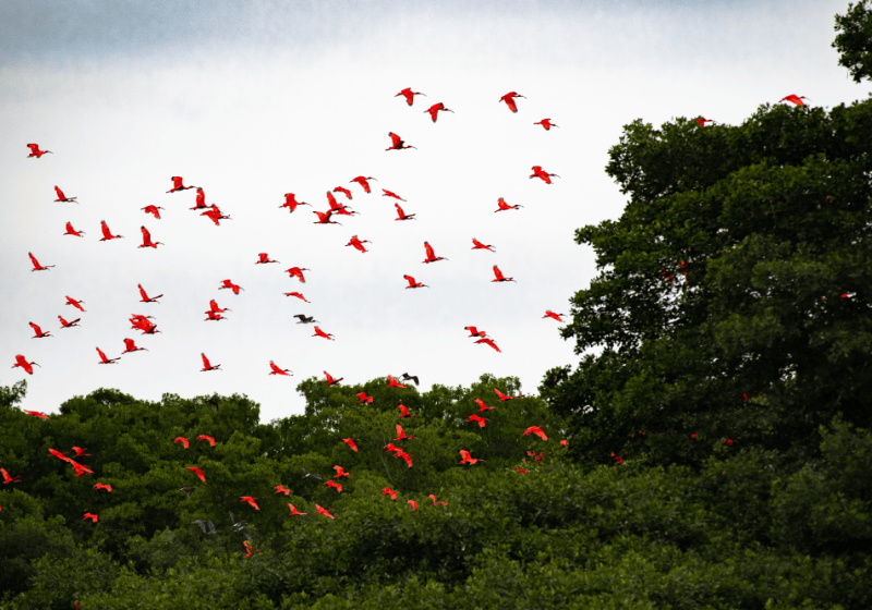 Signature Caroni Bird Sanctuary Boat Tour