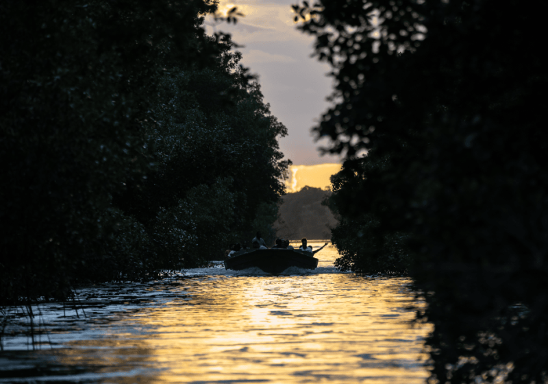 Caroni Bird Sanctuary Kayaking Nature Tour