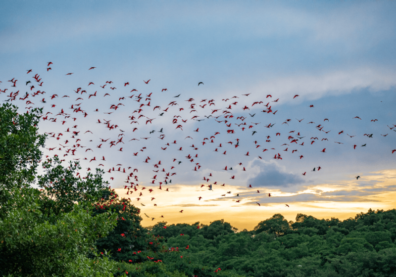 Trinidad and Tobago 10-Day Birding and Eco-Lodge Experience