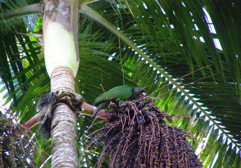 Dominica Half-Day Endemic Parrot Birding with Imperial Birding