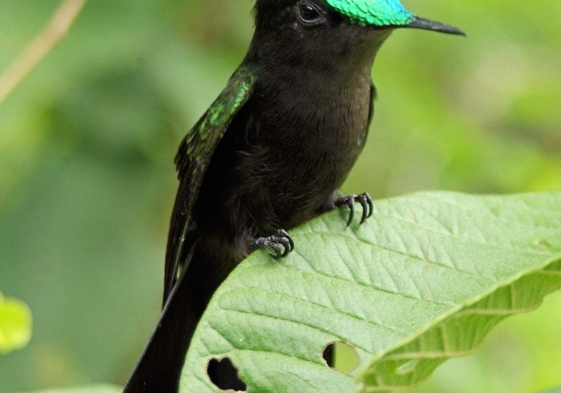 Dominica Half-Day Endemic Parrot Birding with Imperial Birding