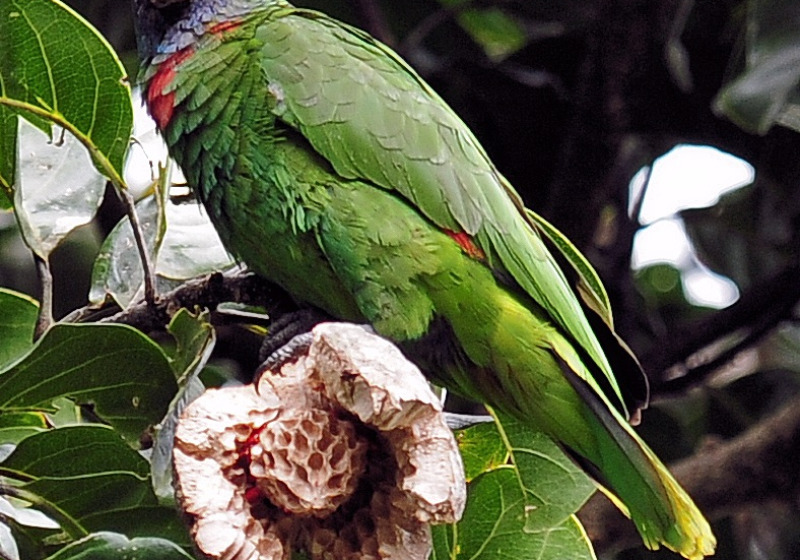 Dominica Full-Day Rainforest Birding and Endemics with Imperial Birding