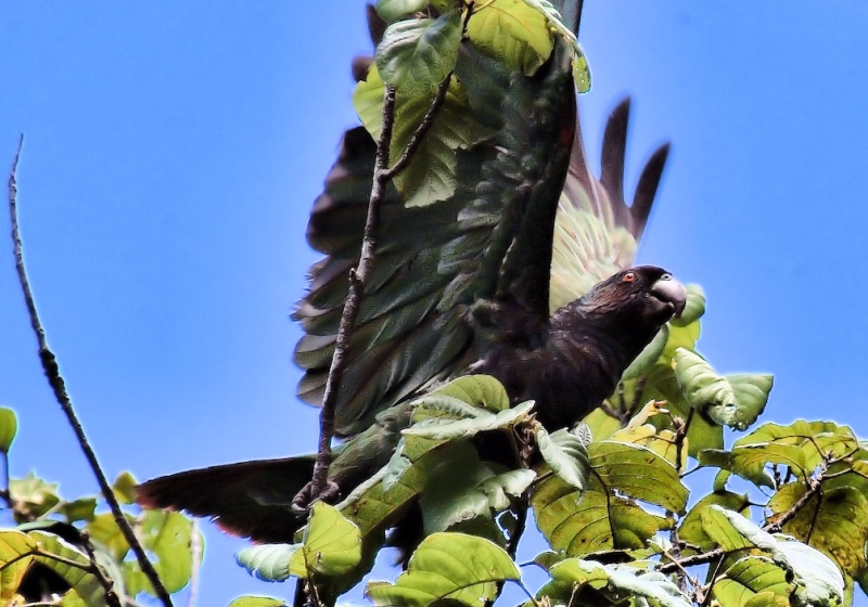 Dominica Multi-Day Custom Birding and Ecotourism Experience with Imperial Birding