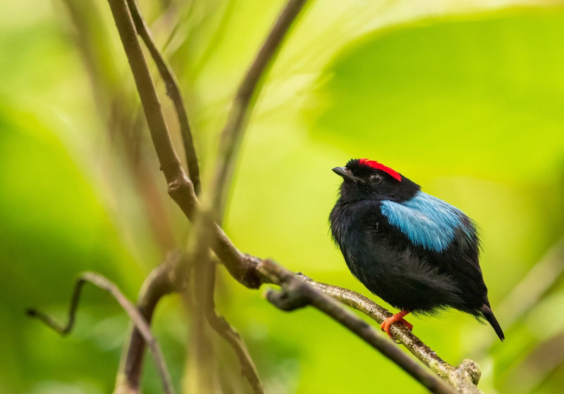 Custom Trinidad and Tobago Birding Package with Zee