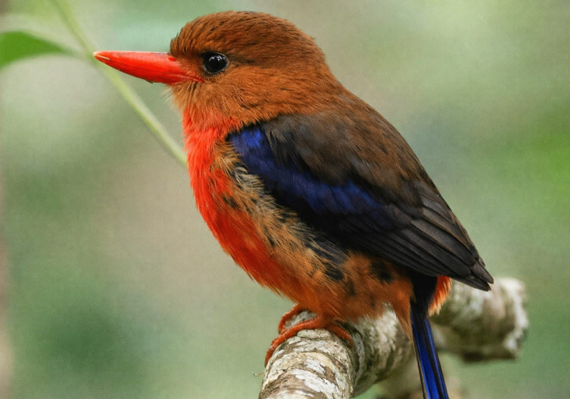 Papua New Guinea 19-Day Bird Watching Adventure with Daniel Wakra