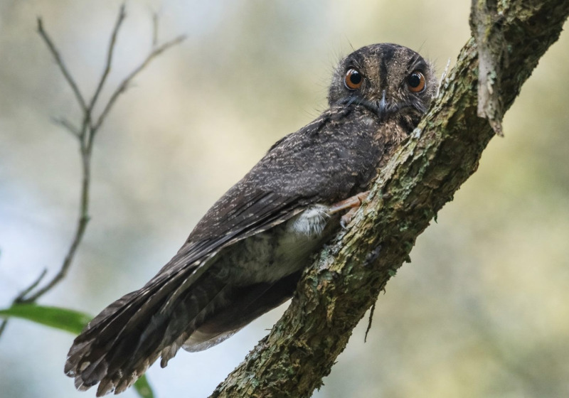 Papua New Guinea 14-Day Birding Adventures in Paradise