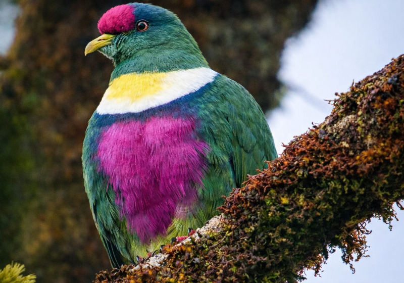 Papua New Guinea Remote Birding Tour: Islands and Bismarck Sea