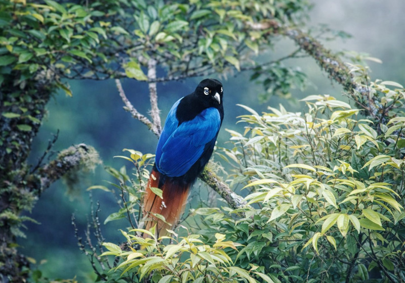 New Guinea Specialties Birding Tour: Manus, Wasu, Alotau and Varirata