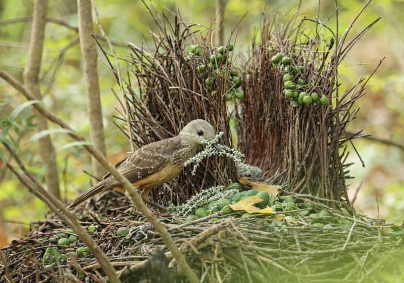 Bird-of-Paradise Photography Tour in Papua New Guinea