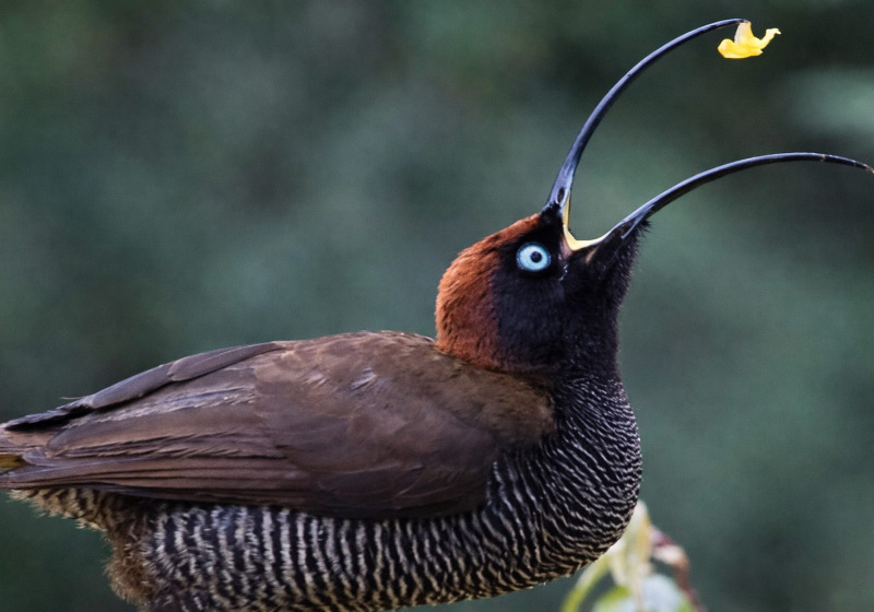 Bird-of-Paradise Photography Tour in Papua New Guinea