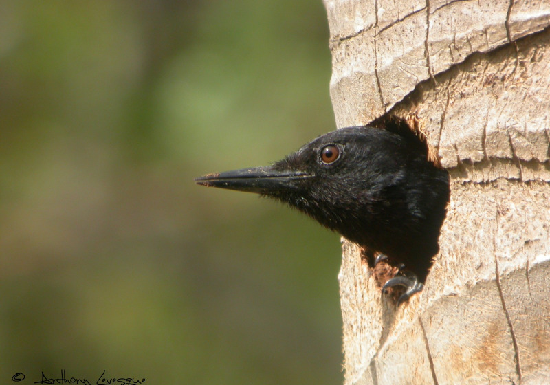 Guadeloupe Half-Day Private Birding with Anthony Levesque