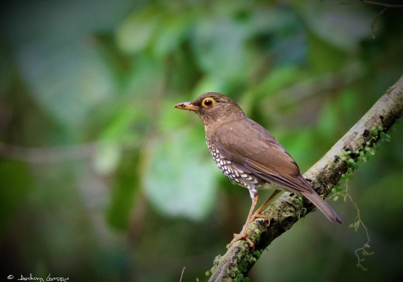 Guadeloupe Full-Day Private Birding with Anthony Levesque
