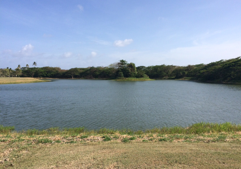 Tobago Wetlands Birding Tour