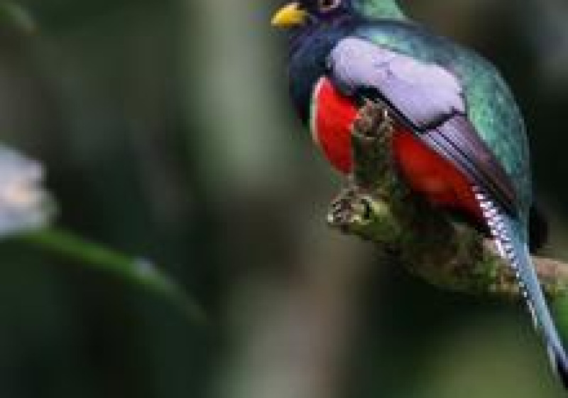 Tobago Island Sightseeing Nature Tour