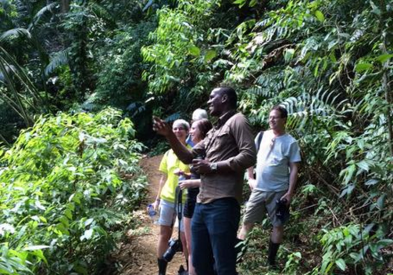Tobago Cocoa Estate Nature Tour