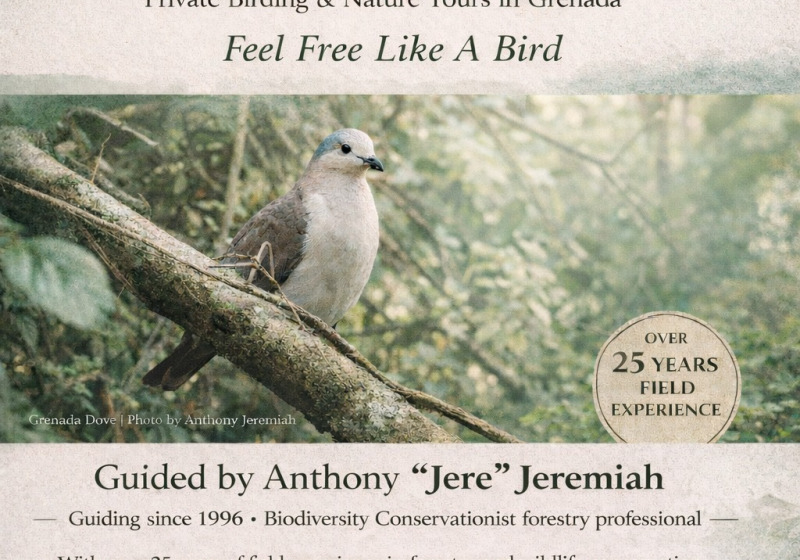 Grenada Private Birding with Eco-Guide Expeditions
