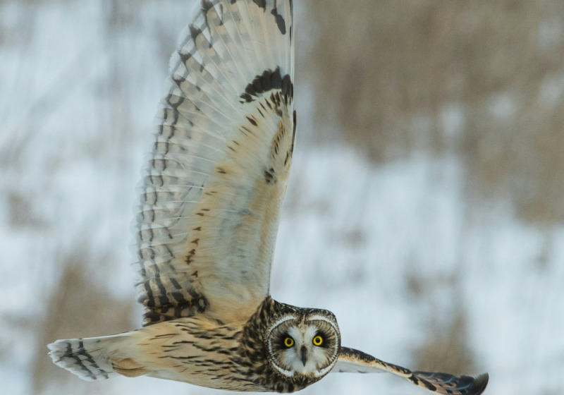 Southeast Arizona Sky Islands Custom Birding Trip