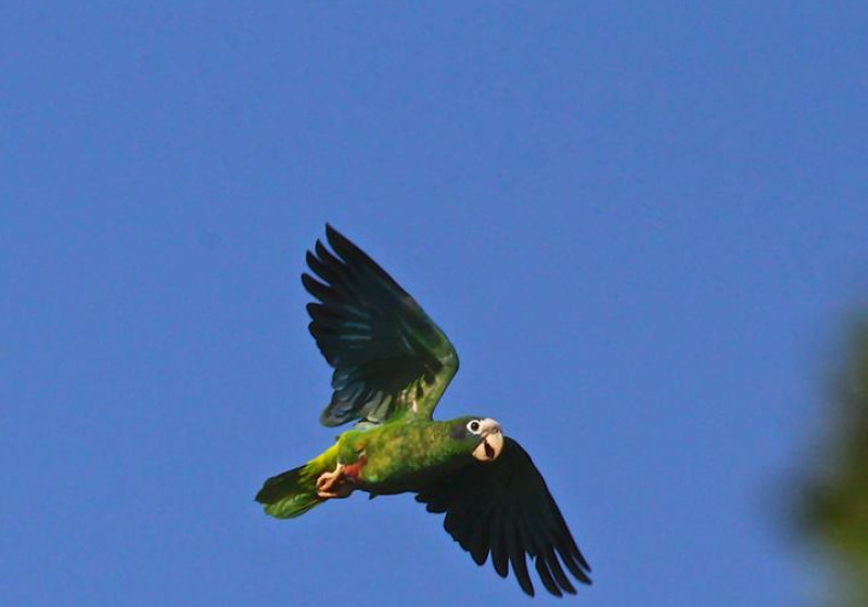 National Park of the East Birding Tour from Bayahibe or La Romana