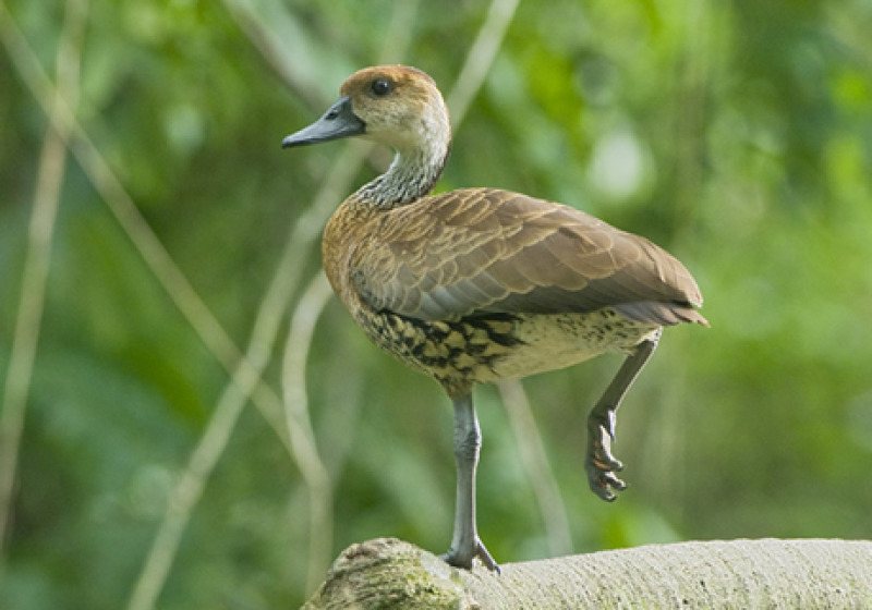 7 Day Ultimate Birding Package in the Dominican Republic