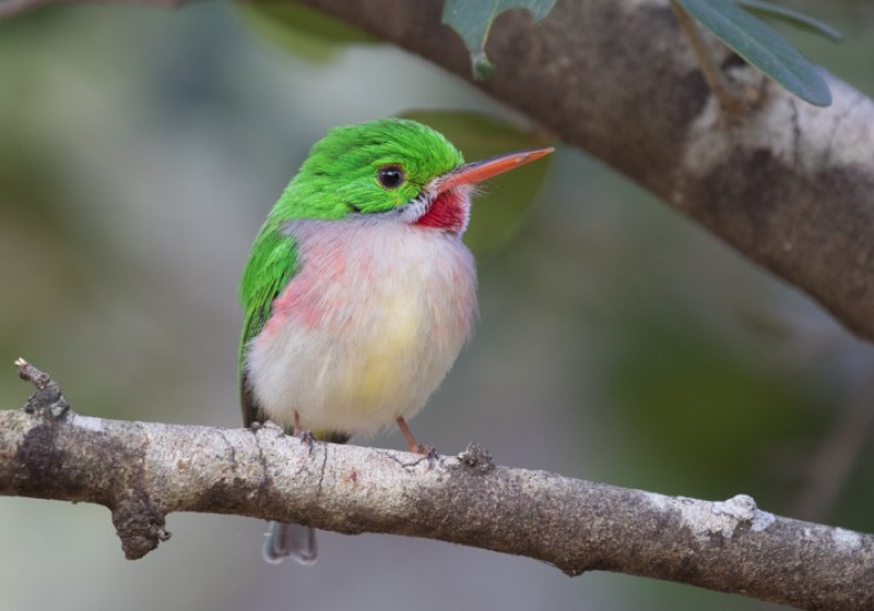 National Park of the East Birding Tour from Punta Cana