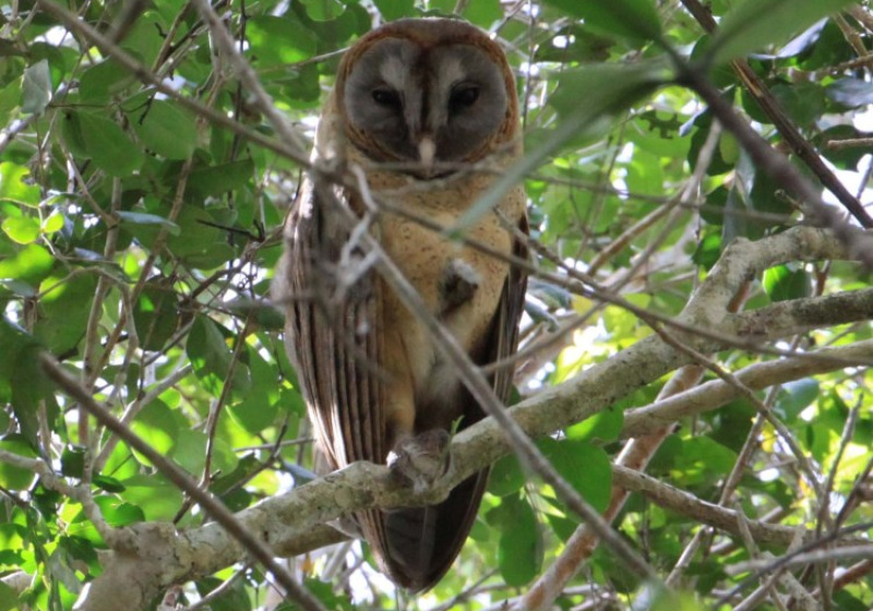National Park of the East Birding Tour from Punta Cana