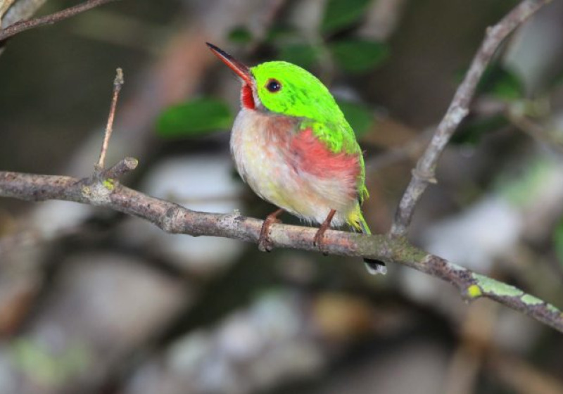 Los Haitises National Park Birding Tour from Punta Cana