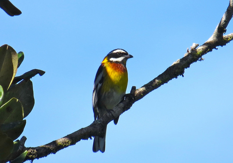 Ebano Verde Cloud Forest Birding Tour from Santo Domingo