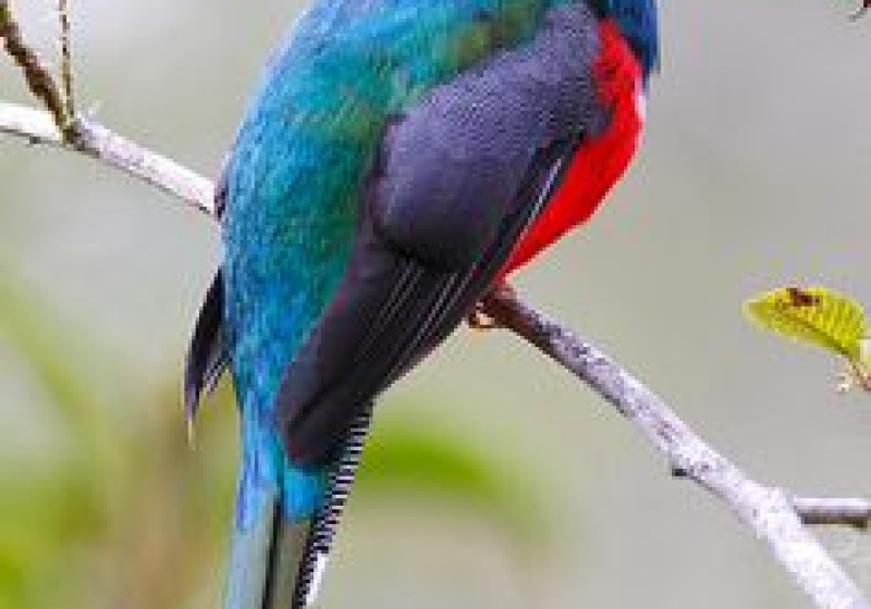 Ebano Verde Cloud Forest Birding Tour from Puerto Plata, Sosua or Cabarete
