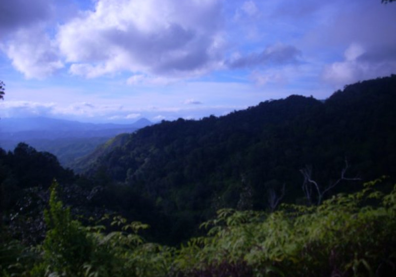 Ebano Verde Cloud Forest Birding Tour from Puerto Plata, Sosua or Cabarete