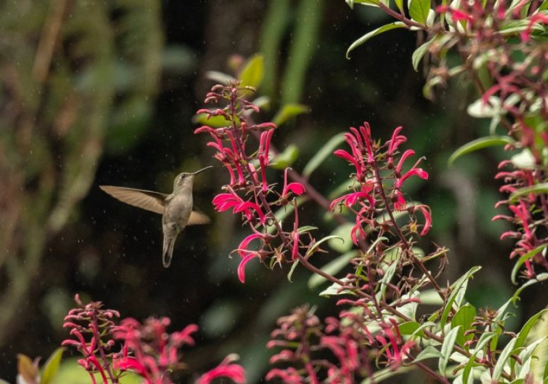 5 Day Endemics Birding Package in the Dominican Republic