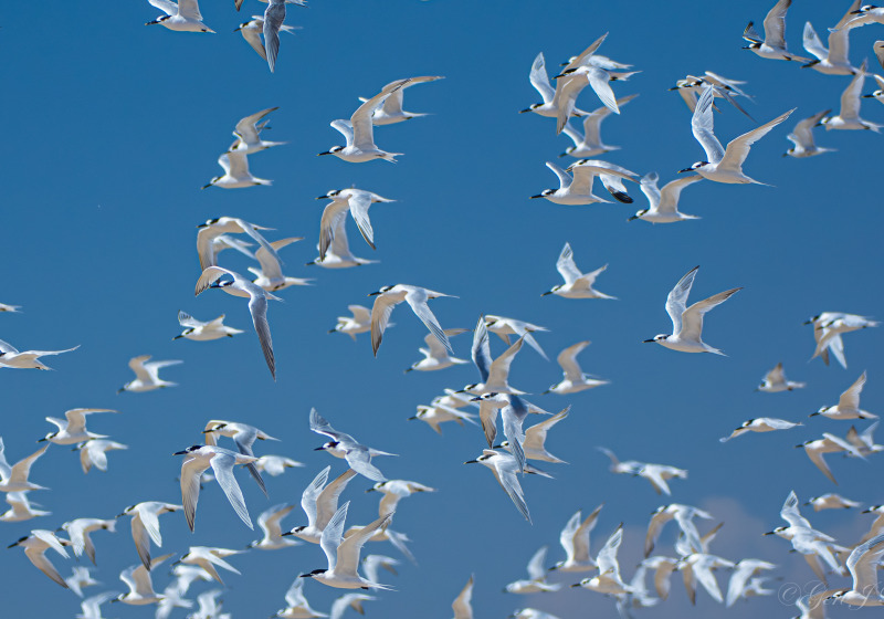 Coastal Birding Day Tour