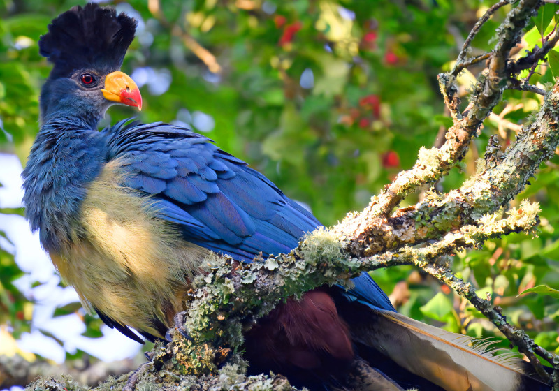 12 Day Kenya East Coast Birding Safari