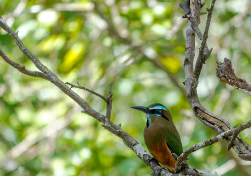 Birdwatching Toh Nature Reserve - Puerto Morelos