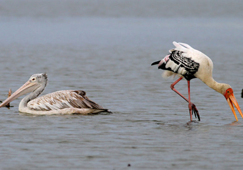 Private Thailand Birding and Photography Day Trip with Peter Ericsson