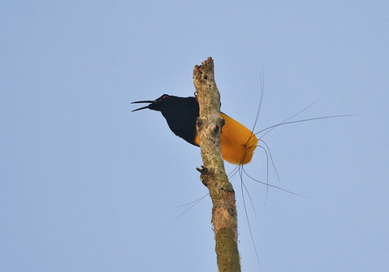 West Papua Birds-of-Paradise Birding with Peter Ericsson