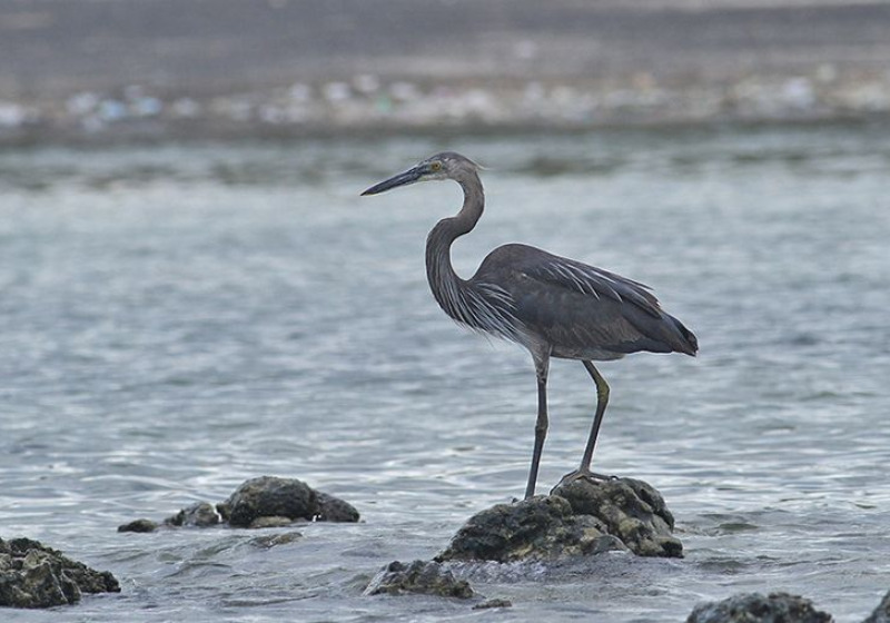 Sulawesi and Halmahera Birding with Peter Ericsson
