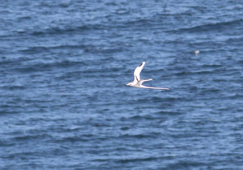 Lesser Sundas Birding with Peter Ericsson