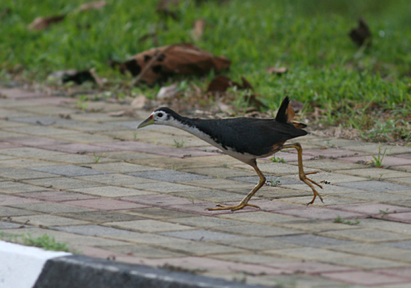 Sabah Borneo Birding with Peter Ericsson
