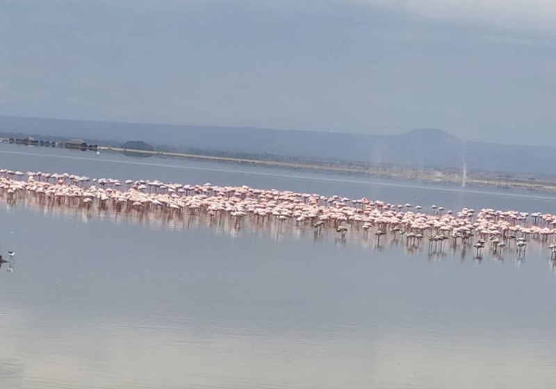 Kenya Big Game and Birds Exploration with Johnnie Uganda Safaris