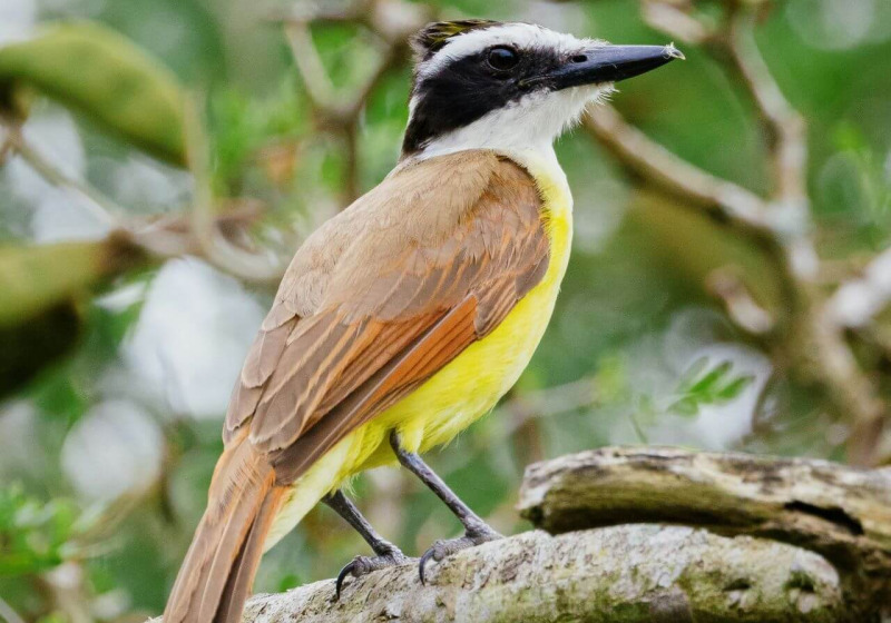Tanzania Birding and Game Viewing with Johnnie Uganda Safaris