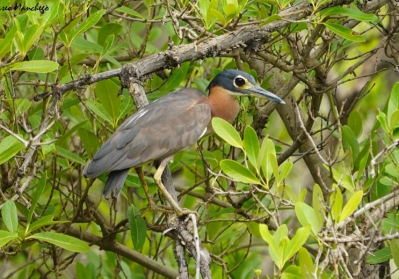 Half-Day Coastal Birdwatching Trips with Turaco Birding